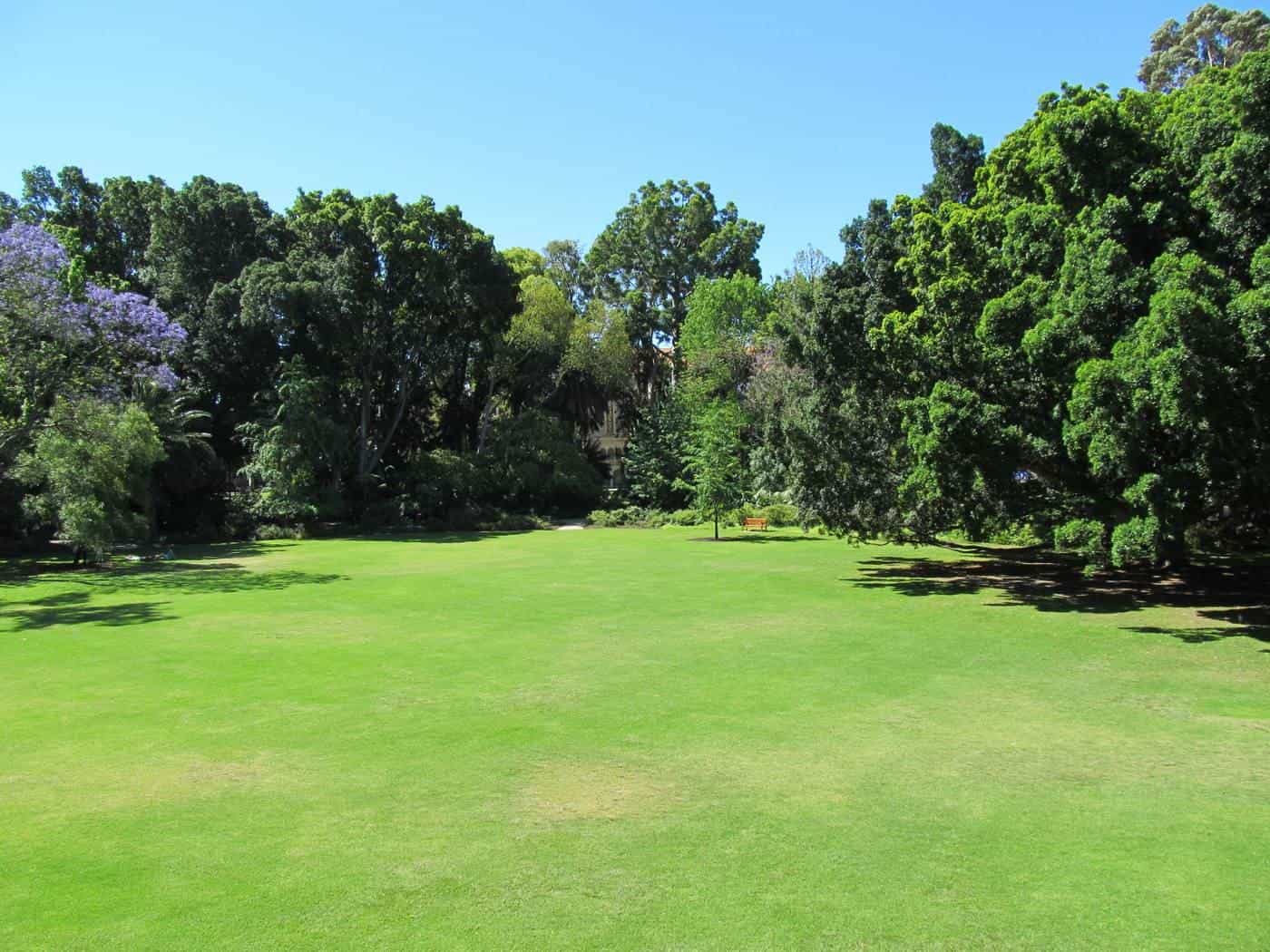 A sunny university lawn bordered by tall trees